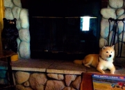 开云官方app入口-布克独舞北境，猛龙撕裂东北虎—焦点战的双重证明